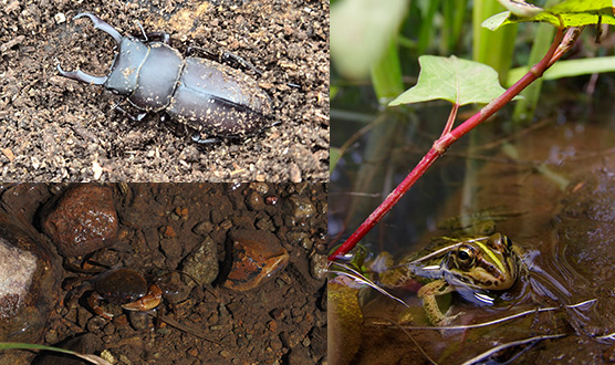 親子里山体験あそび