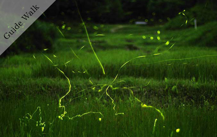 生きもの探しファミリーキャンプ～ホタル観賞と初夏の生きもの編～