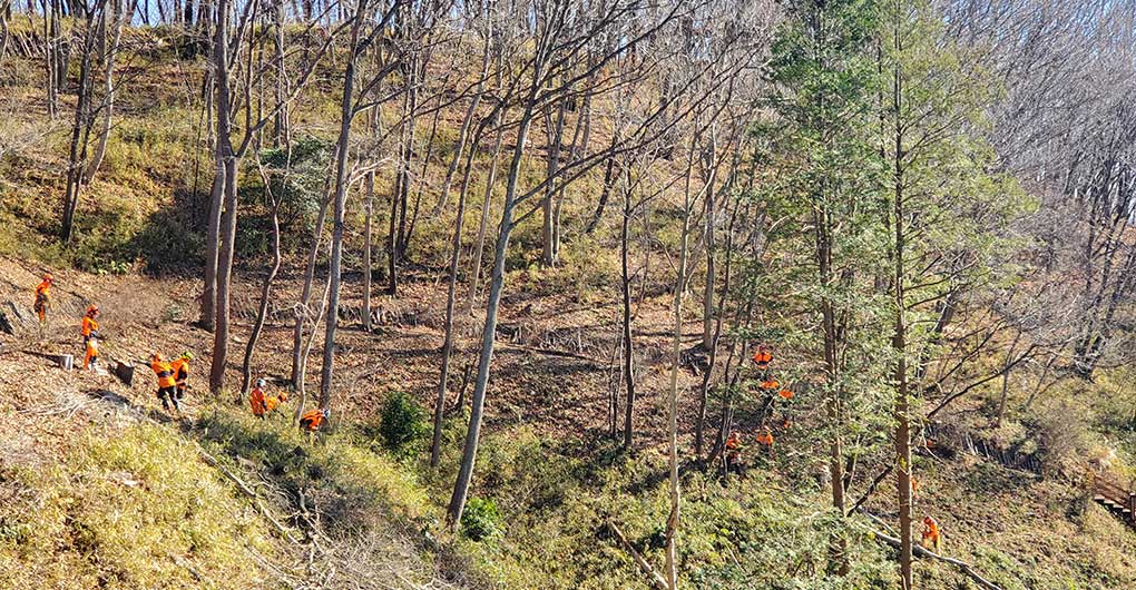 Forest Creation Workshop ~ Logging ~