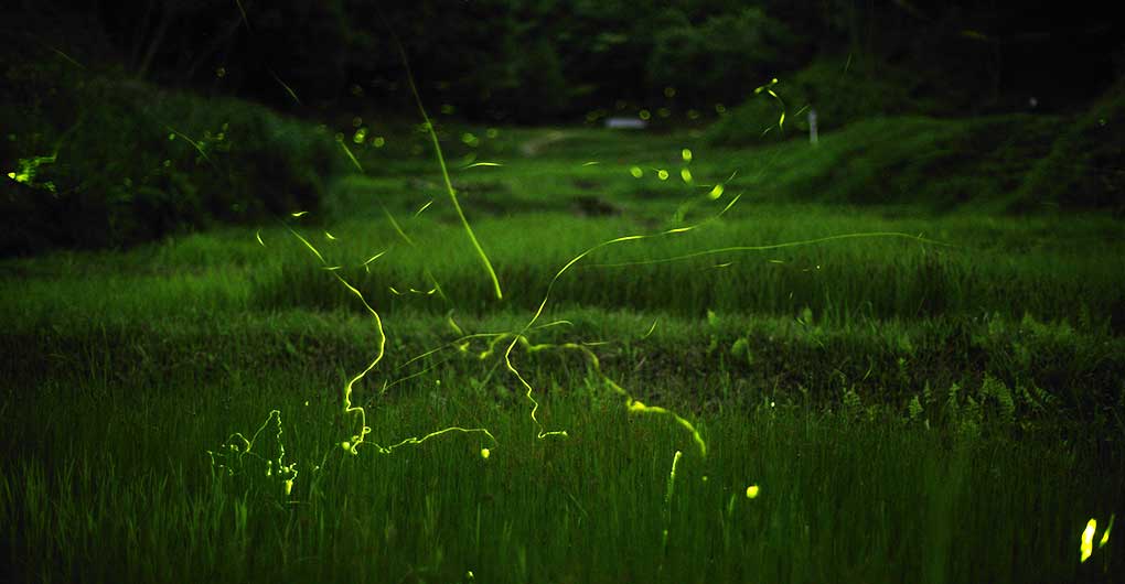 Creature Search Family Camp – Firefly Viewing and Early Summer Creatures Edition –