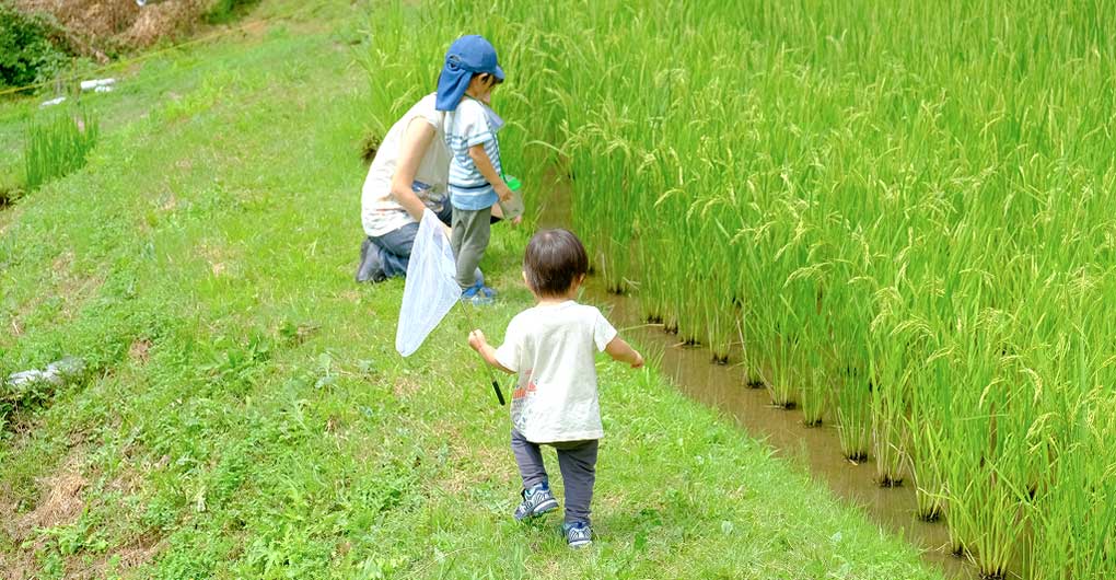 Creature Search Family Camp – Firefly Viewing and Early Summer Creatures Edition –