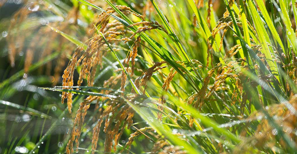 Includes a new rice gift! Parent-child Satoyama experience play ~Rice Harvesting~
