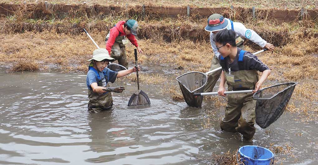 Pond Water Scooping and Creature Catching: Kaibori Experience