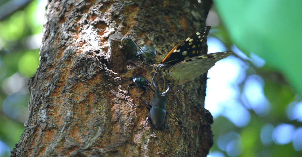 [Guests Only] Morning Insect Collecting Tour