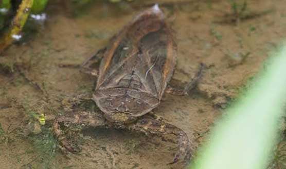 Giant water bug
