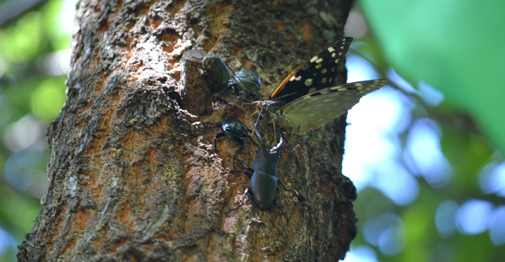 Searching for Creatures and Forest Walk