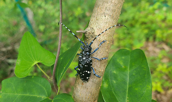 Spotted Longhorn Beetle