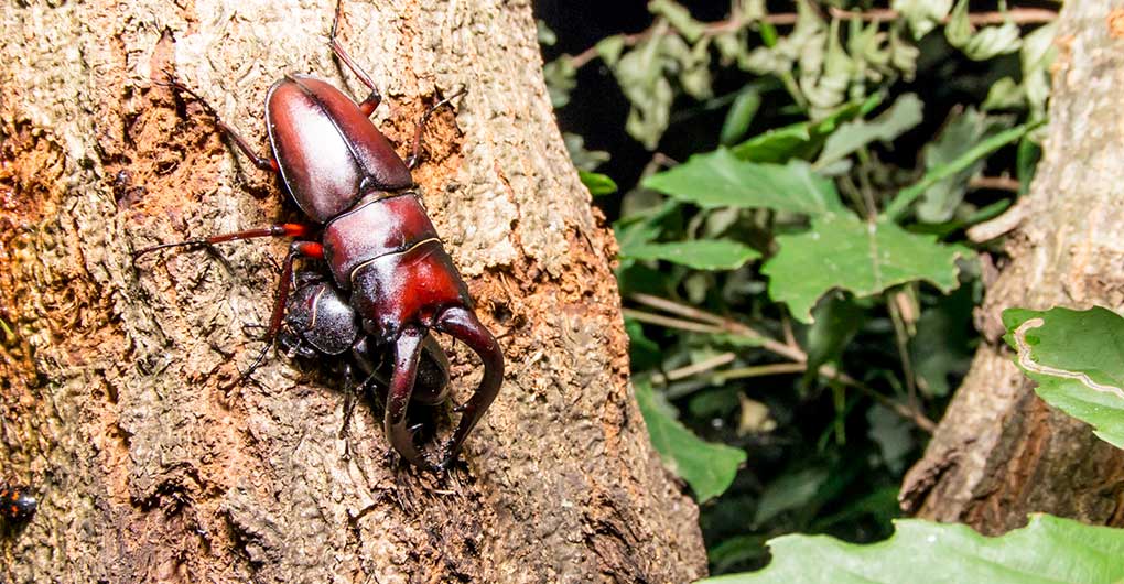 Creature Search Family Camp – Summer Creatures Edition –
