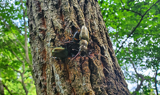 Creature Search Family Camp – Summer Creatures Edition –