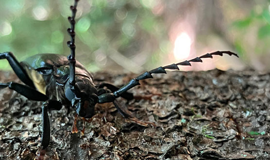 Sawtooth Longhorn Beetle