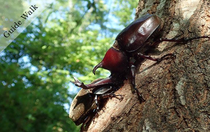 [Guests Only] Morning Insect Collecting Tour