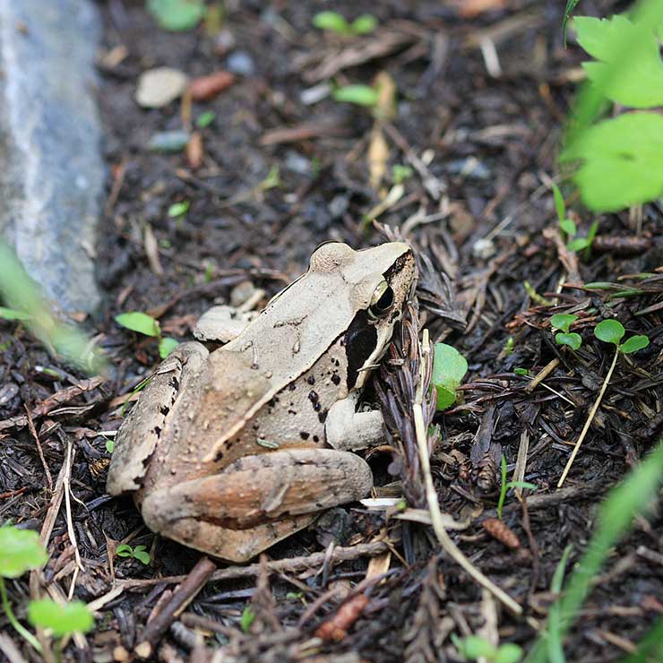 Japanese Tree Frog