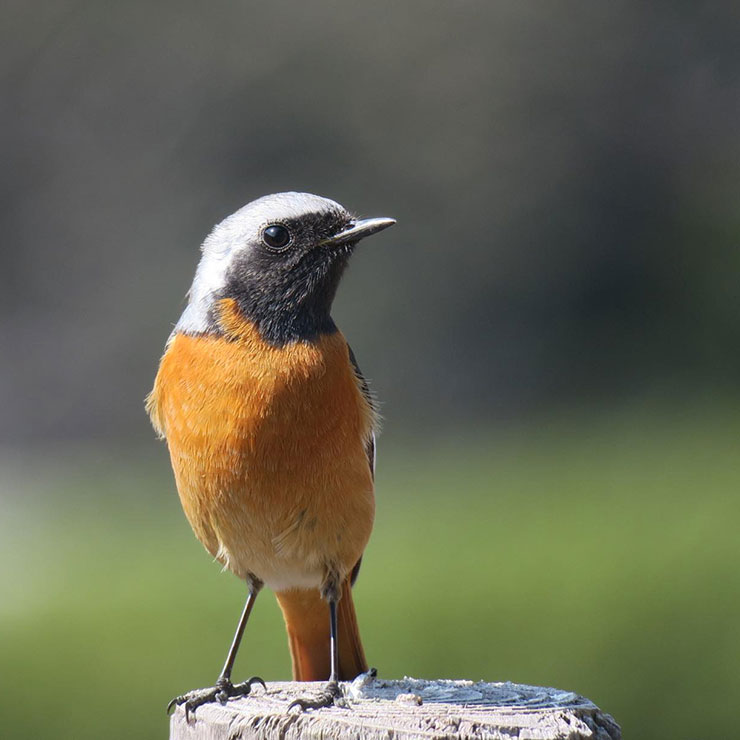Japanese Robin