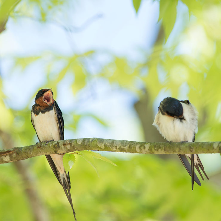 Swallow