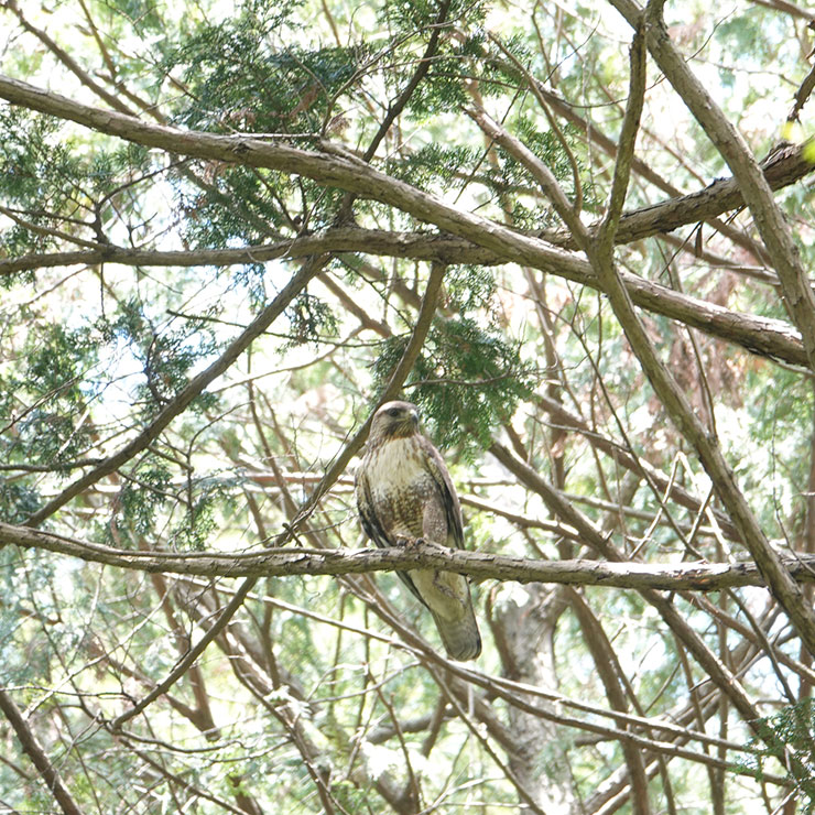 Osprey