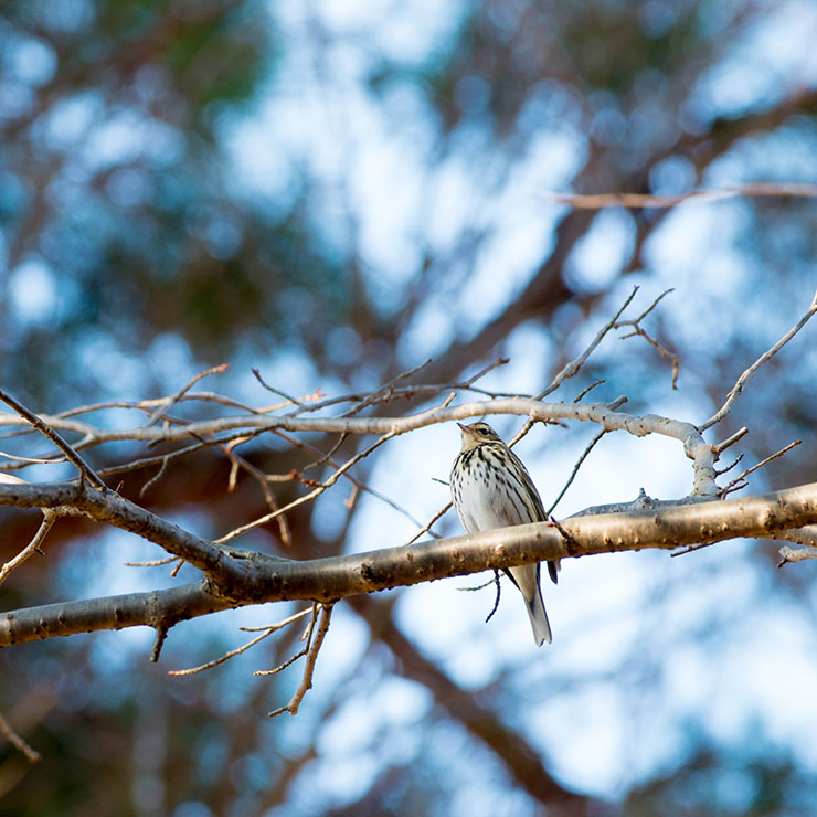 Bulbul