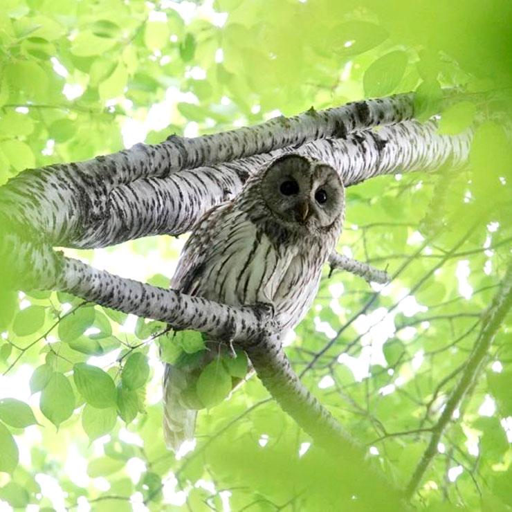 Owl