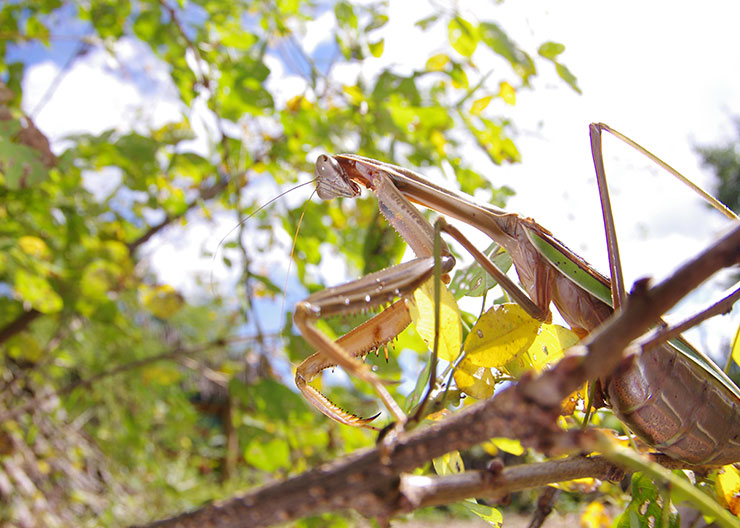 Praying Mantis