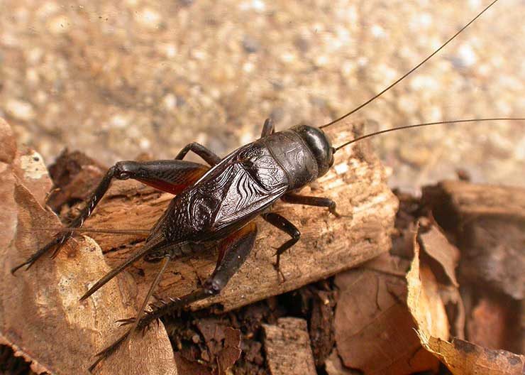 Enma Cricket