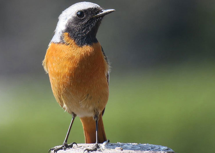 Japanese Robin