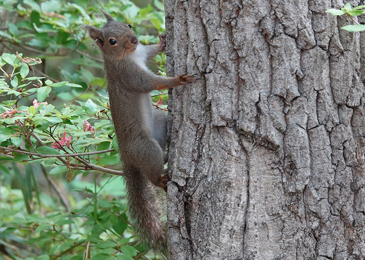 Japanese squirrel