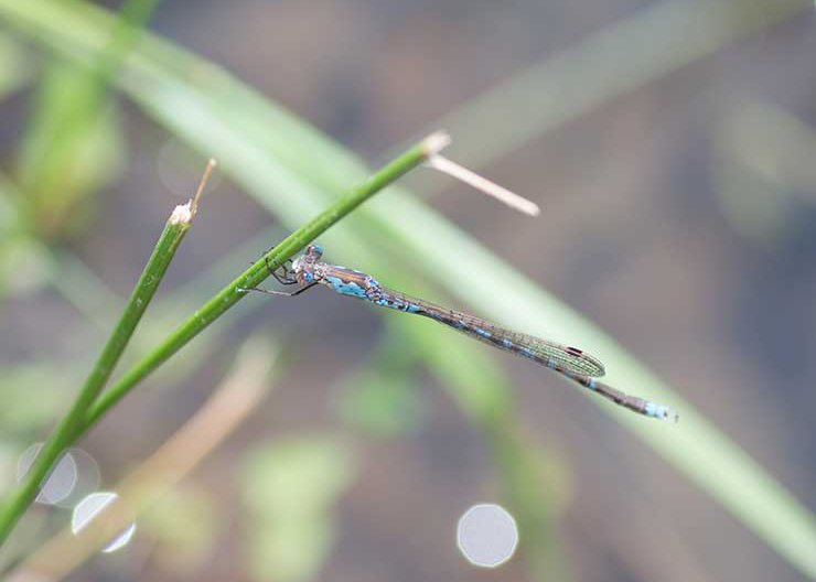 Hosomi Otsune Tonbo