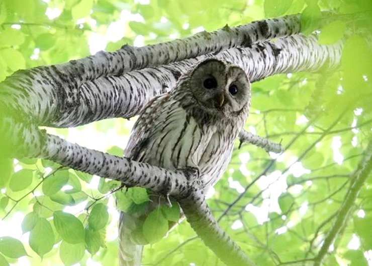 Owl