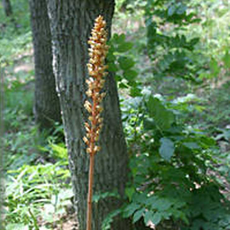 Oninoyagara