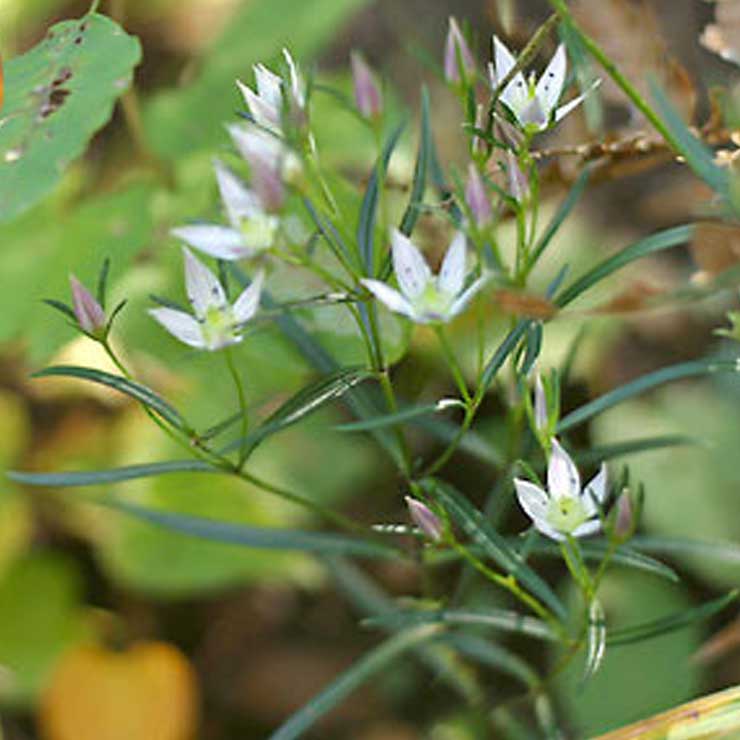 Semburi
