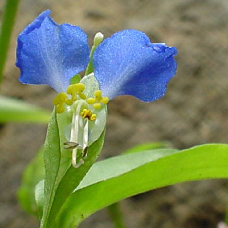 Tsuyukusa