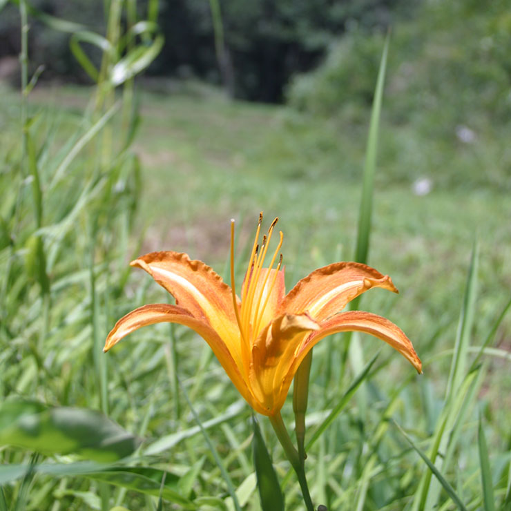 Nokanzo