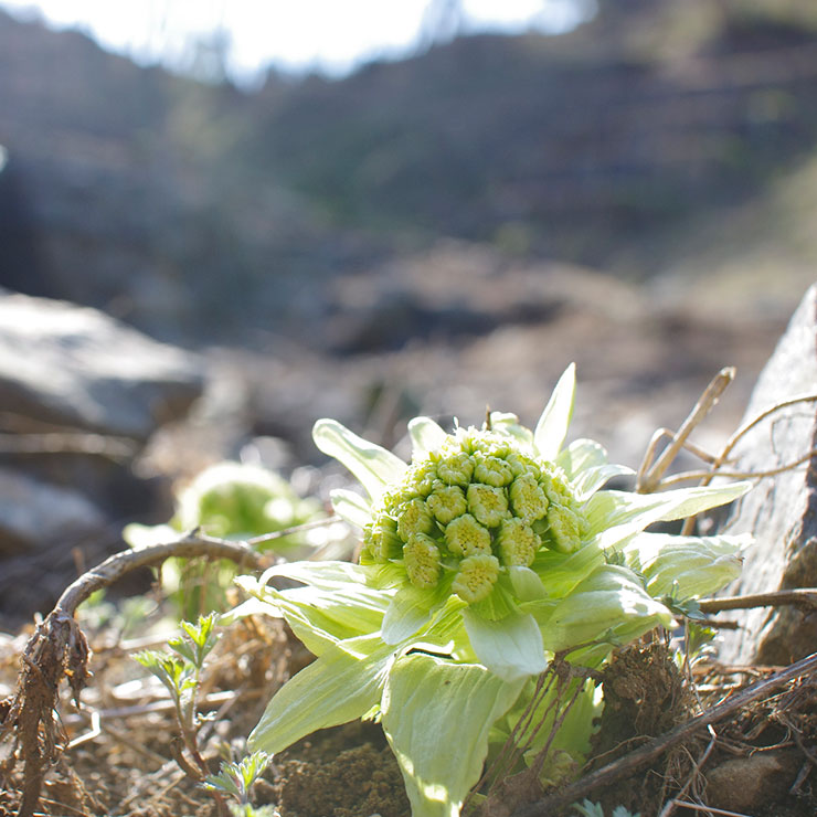 Butterbur