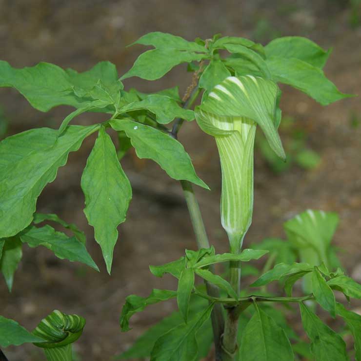 Mamushigusa