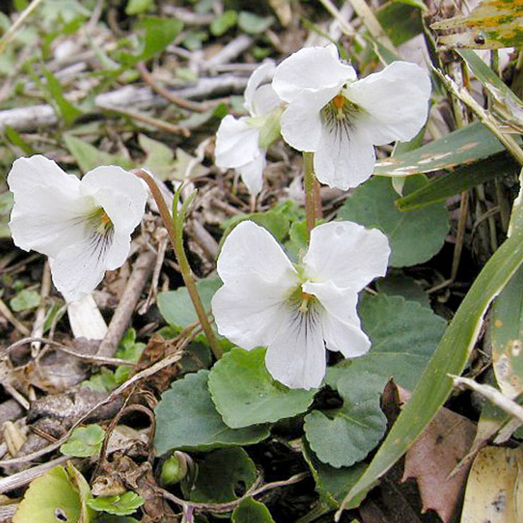 Marubasumire