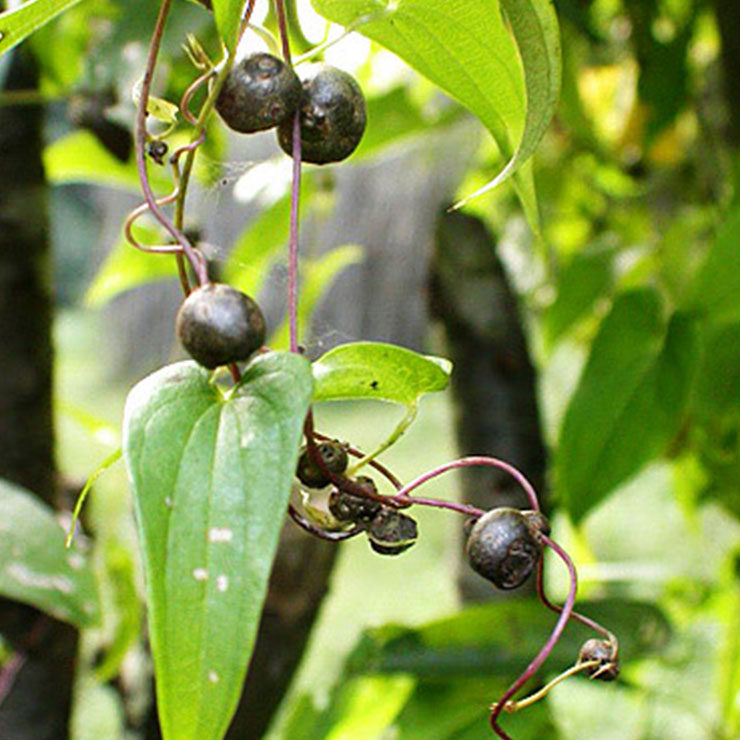 Yamanoimo