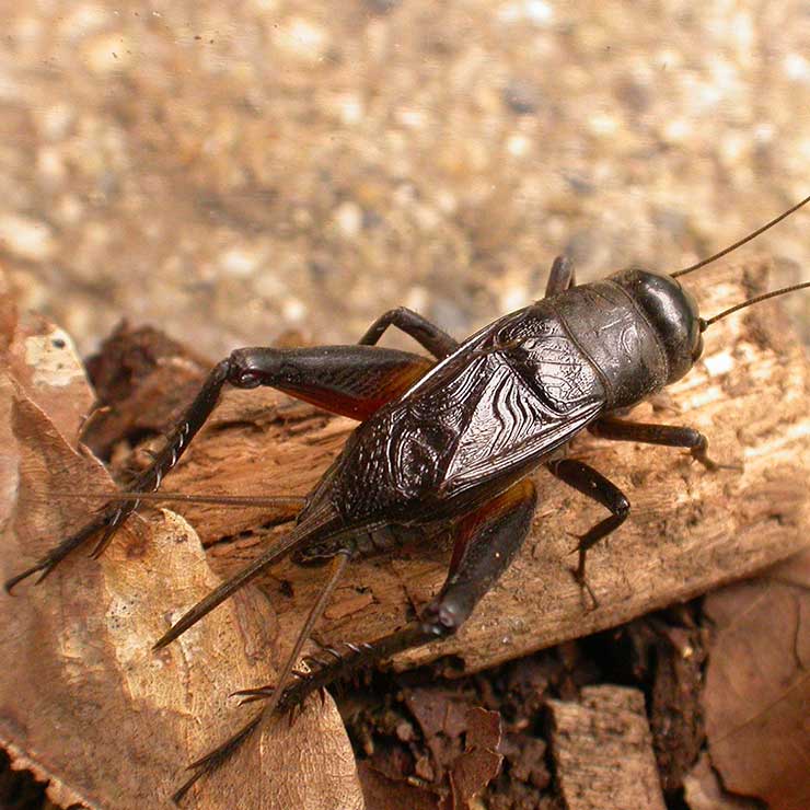 Enma Cricket