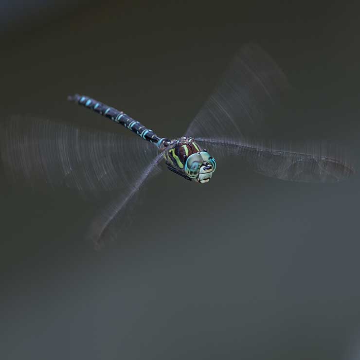 Oolong dragonfly