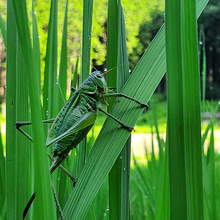 Cricket