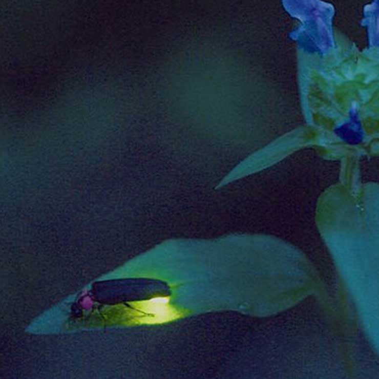 Genji Firefly