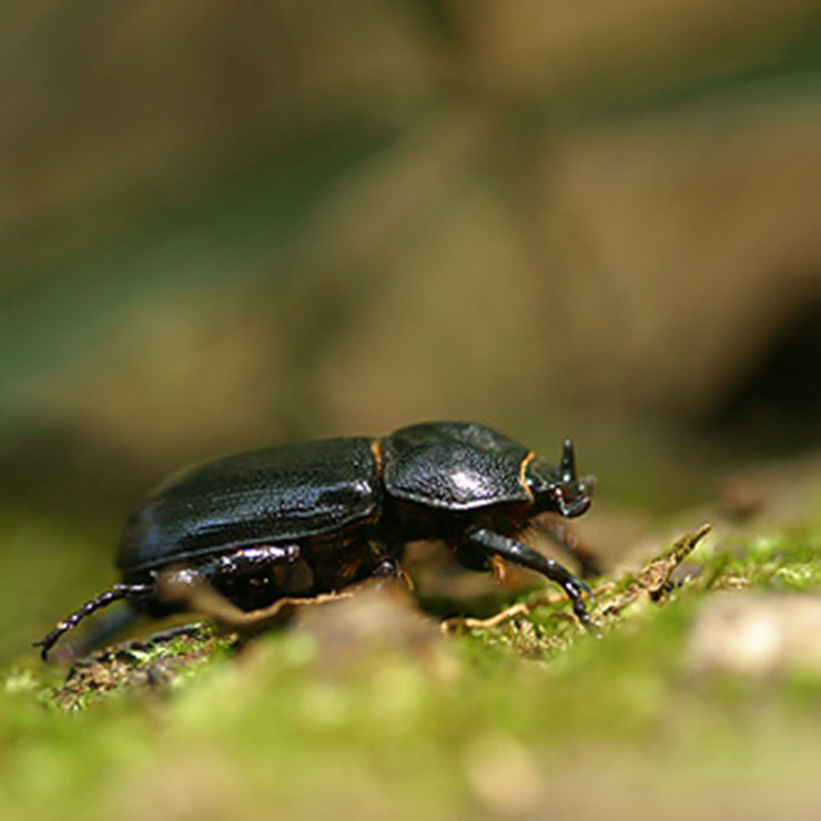 Japanese rhinoceros beetle