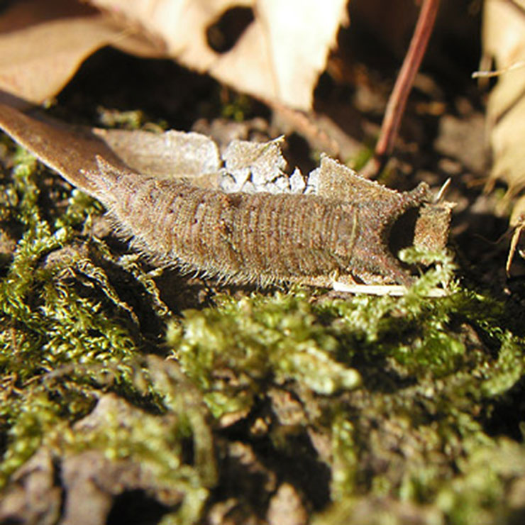 Gomadara butterfly