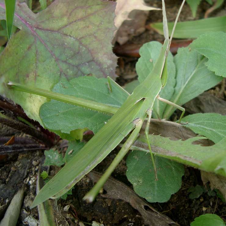 Grasshopper