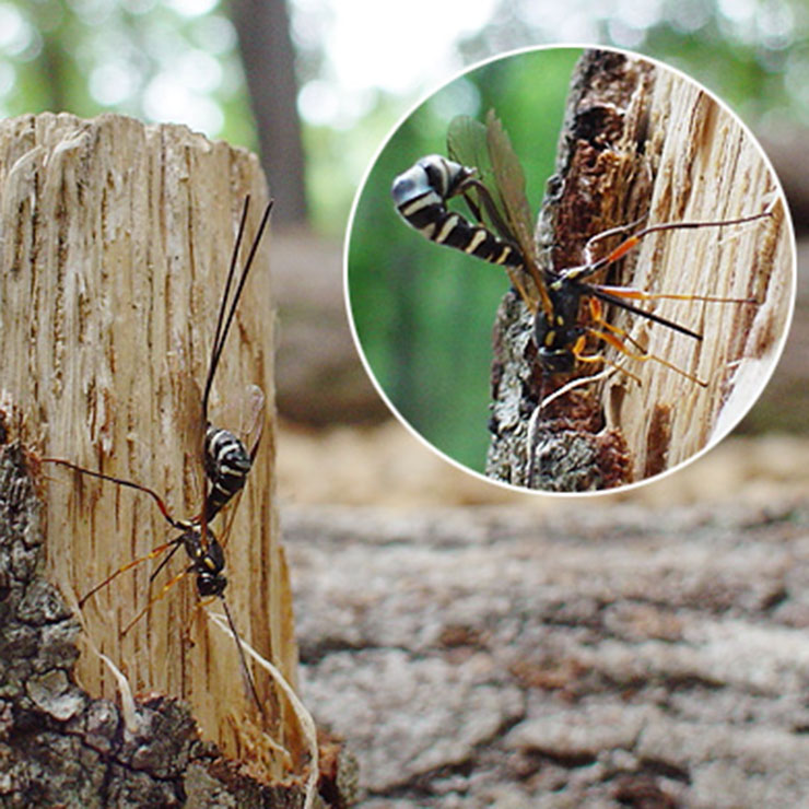 White-tailed hornet