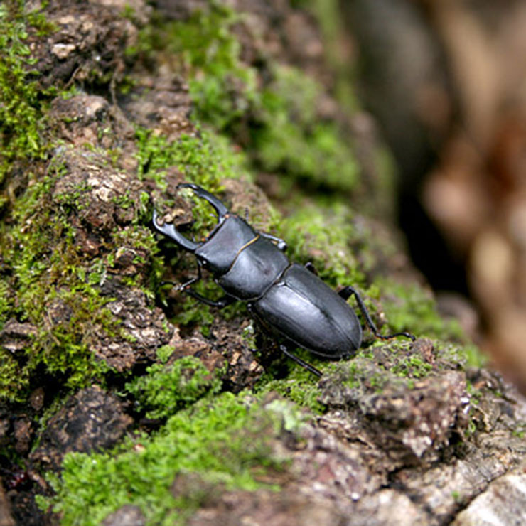 Stag Beetle