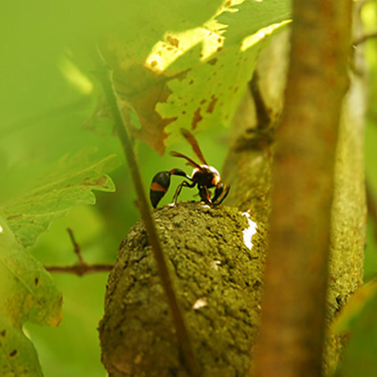 Hornet