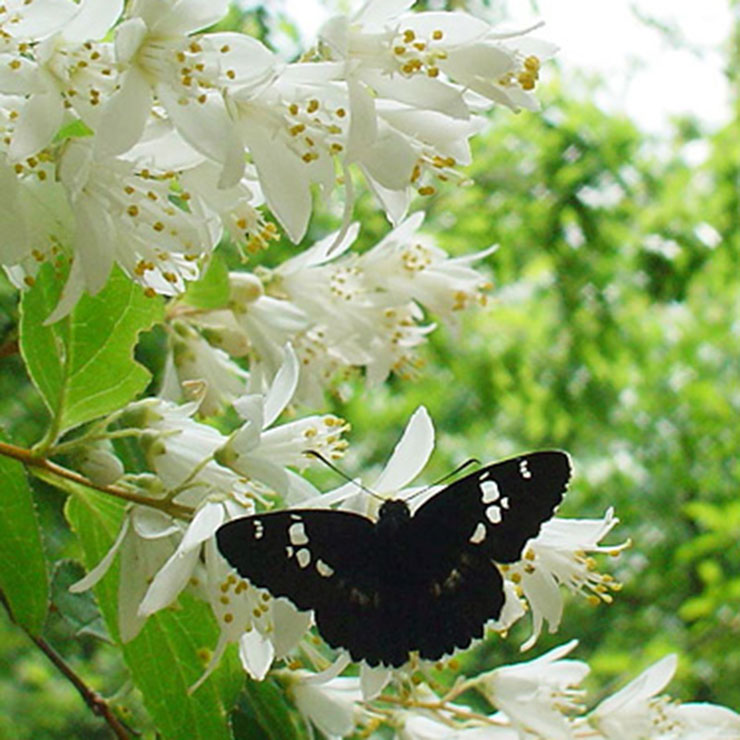 Great Purple Emperor