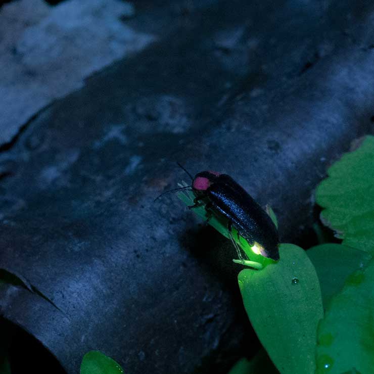 Firefly