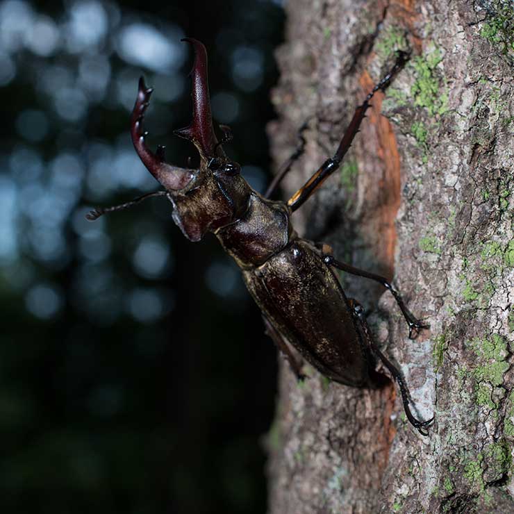 Miyama Stag Beetle