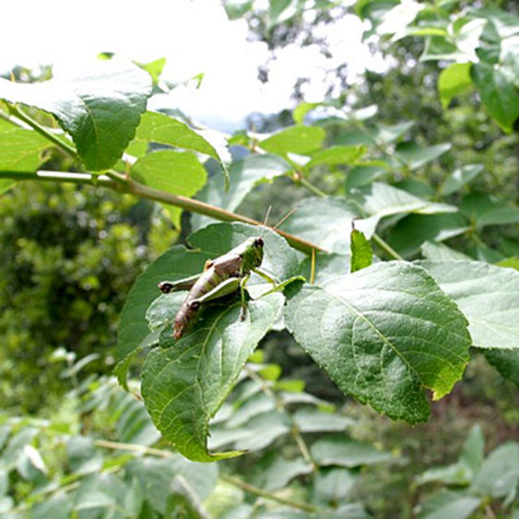 Miyama Grasshopper