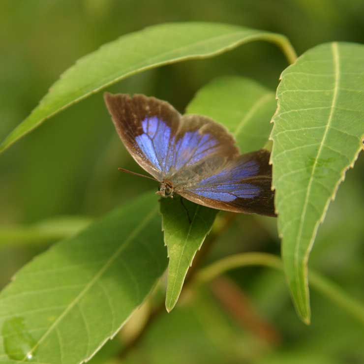 Purple Butterfly